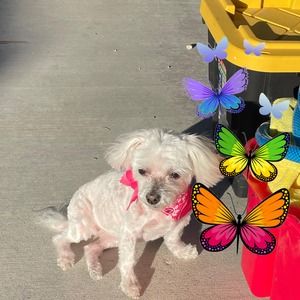 Meet your Posher, Kris